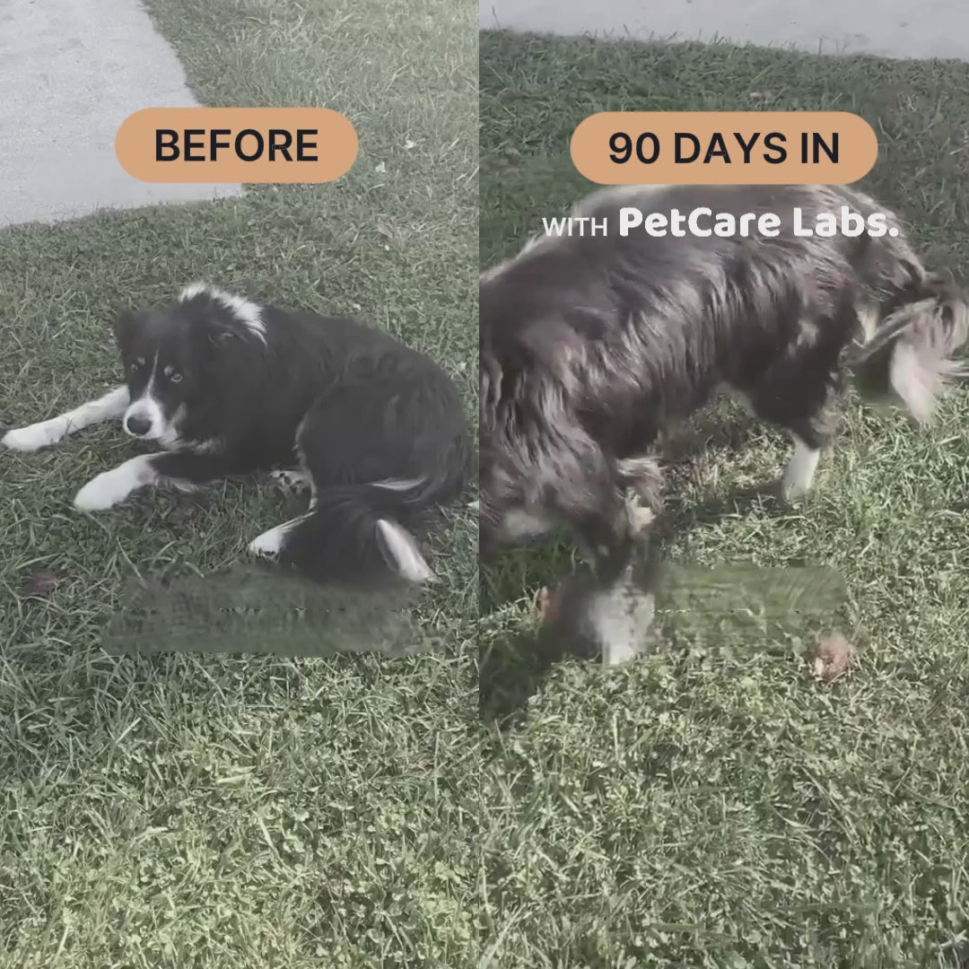 Advanced Hip & Joint Chews