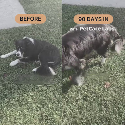 Advanced Hip & Joint Chews